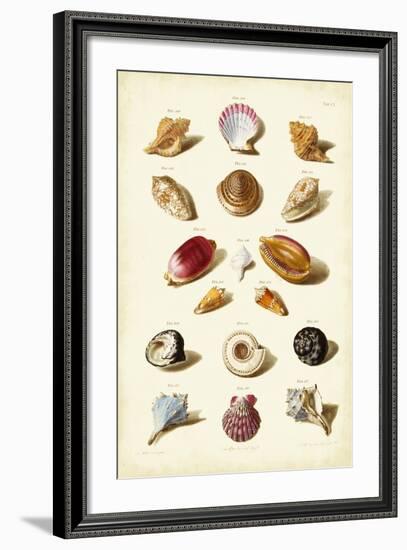 Muller Shells, Tab. VI-Gabriel Muller-Framed Art Print