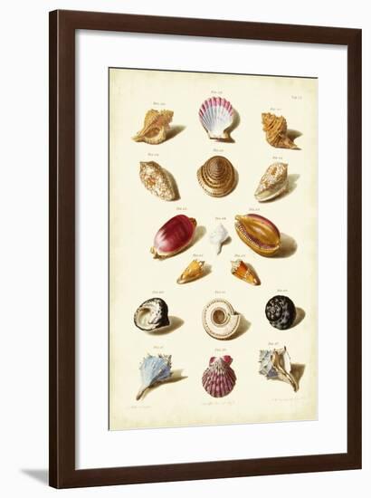 Muller Shells, Tab. VI-Gabriel Muller-Framed Art Print