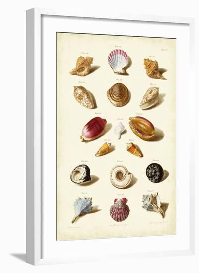 Muller Shells, Tab. VI-Gabriel Muller-Framed Art Print