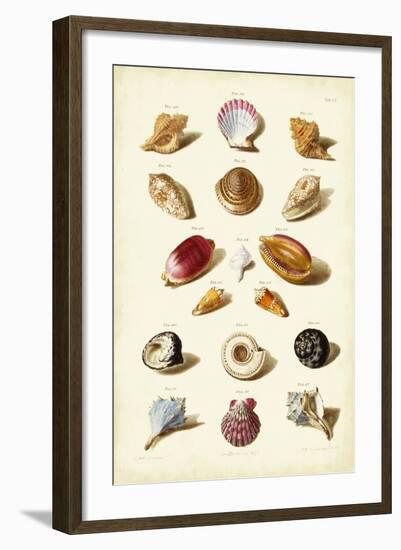 Muller Shells, Tab. VI-Gabriel Muller-Framed Art Print