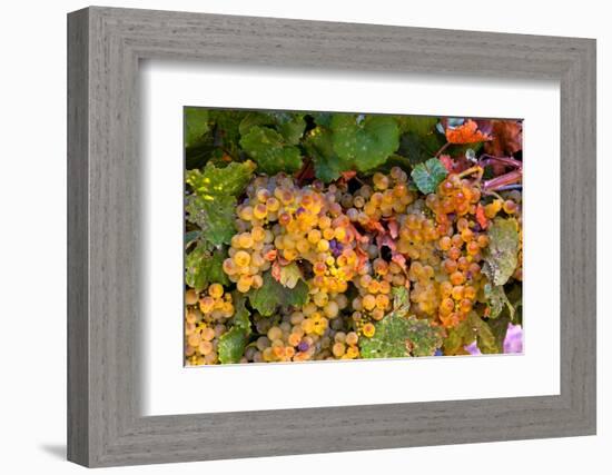 Muller Thurgau Grapes in Eastern Yakima Valley, Washington, USA-Richard Duval-Framed Photographic Print