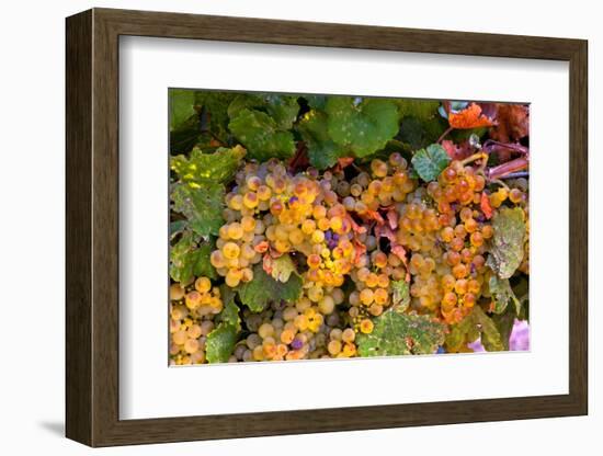 Muller Thurgau Grapes in Eastern Yakima Valley, Washington, USA-Richard Duval-Framed Photographic Print