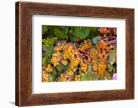 Muller Thurgau Grapes in Eastern Yakima Valley, Washington, USA-Richard Duval-Framed Photographic Print