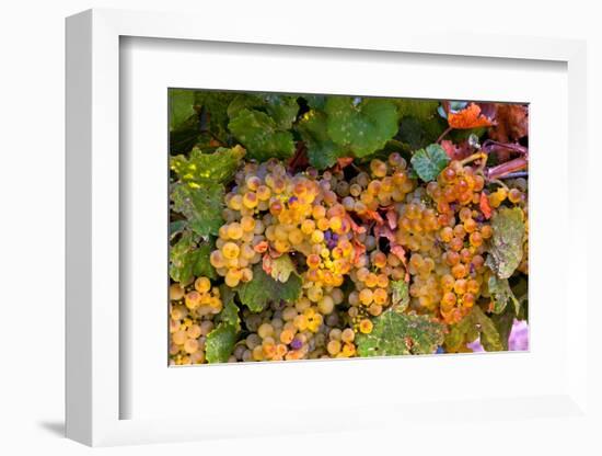 Muller Thurgau Grapes in Eastern Yakima Valley, Washington, USA-Richard Duval-Framed Photographic Print