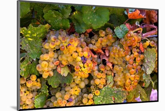 Muller Thurgau Grapes in Eastern Yakima Valley, Washington, USA-Richard Duval-Mounted Photographic Print