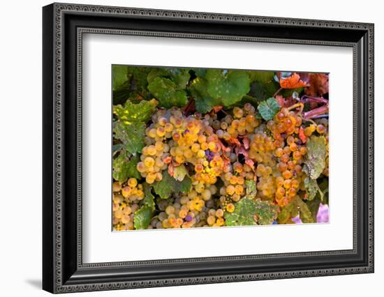 Muller Thurgau Grapes in Eastern Yakima Valley, Washington, USA-Richard Duval-Framed Photographic Print