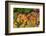 Muller Thurgau Grapes in Eastern Yakima Valley, Washington, USA-Richard Duval-Framed Photographic Print