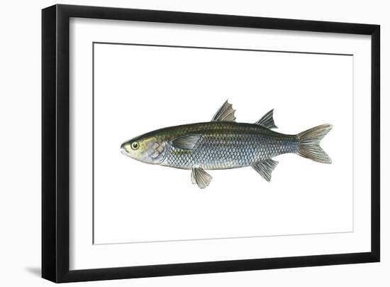 Mullet (Mugil Cephalus), Fishes-Encyclopaedia Britannica-Framed Art Print