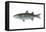 Mullet (Mugil Cephalus), Fishes-Encyclopaedia Britannica-Framed Stretched Canvas