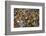 Mullik Ghat Flower Market, Kolkata (Calcutta), West Bengal, India, Asia-Bruno Morandi-Framed Photographic Print