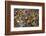 Mullik Ghat Flower Market, Kolkata (Calcutta), West Bengal, India, Asia-Bruno Morandi-Framed Photographic Print