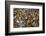 Mullik Ghat Flower Market, Kolkata (Calcutta), West Bengal, India, Asia-Bruno Morandi-Framed Photographic Print