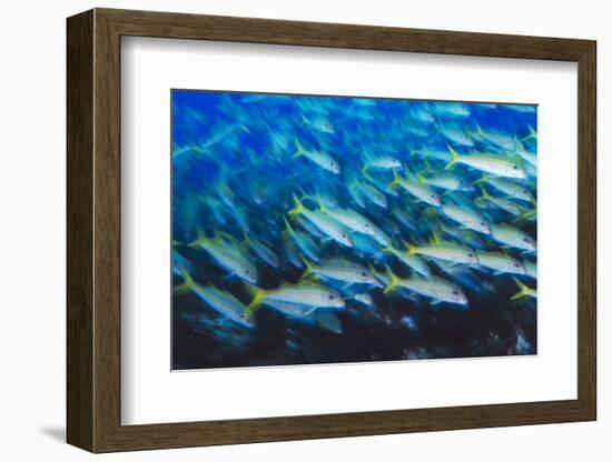 Mulloidichthys martinicus, Yellow goatfish. Florida, USA-Stuart Westmorland-Framed Photographic Print