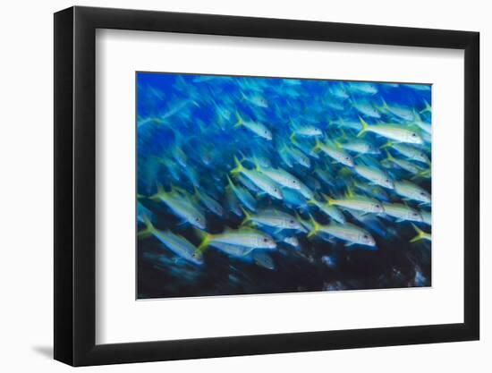 Mulloidichthys martinicus, Yellow goatfish. Florida, USA-Stuart Westmorland-Framed Photographic Print