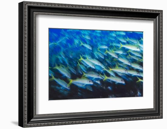 Mulloidichthys martinicus, Yellow goatfish. Florida, USA-Stuart Westmorland-Framed Photographic Print