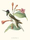 Hummingbird and Bloom IV-Mulsant-Art Print