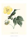 Hummingbird and Bloom I-Mulsant & Verreaux-Framed Stretched Canvas