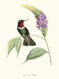Hummingbird and Bloom II-Mulsant & Verreaux-Art Print