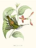 Hummingbird and Bloom III-Mulsant & Verreaux-Mounted Art Print