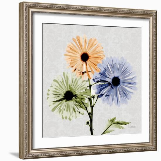 Multi Chrysanthemum-Albert Koetsier-Framed Art Print