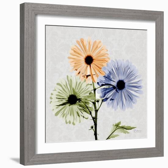 Multi Chrysanthemum-Albert Koetsier-Framed Art Print