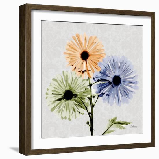 Multi Chrysanthemum-Albert Koetsier-Framed Art Print