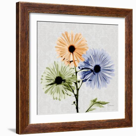 Multi Chrysanthemum-Albert Koetsier-Framed Art Print