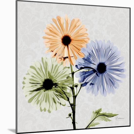 Multi Chrysanthemum-Albert Koetsier-Mounted Art Print