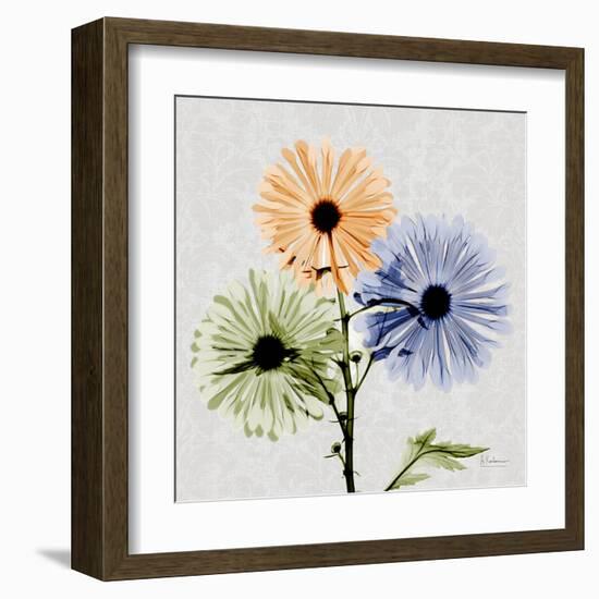 Multi Chrysanthemum-Albert Koetsier-Framed Art Print