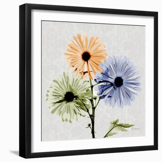 Multi Chrysanthemum-Albert Koetsier-Framed Premium Giclee Print