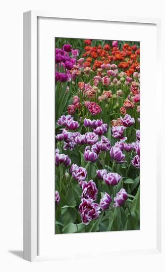 Multi Color Tulip Flowerbeds-Anna Miller-Framed Photographic Print