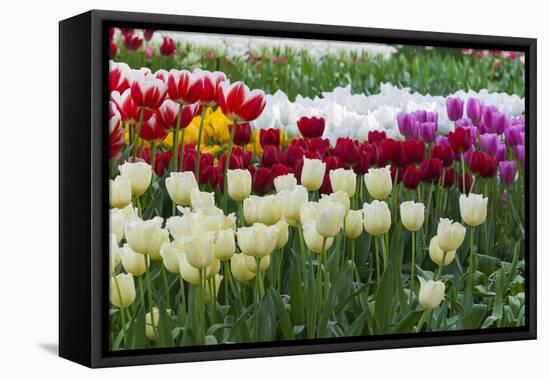 Multi Color Tulip Flowerbeds-Anna Miller-Framed Premier Image Canvas