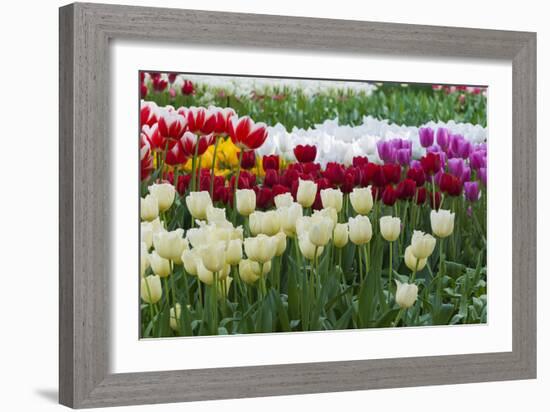 Multi Color Tulip Flowerbeds-Anna Miller-Framed Photographic Print