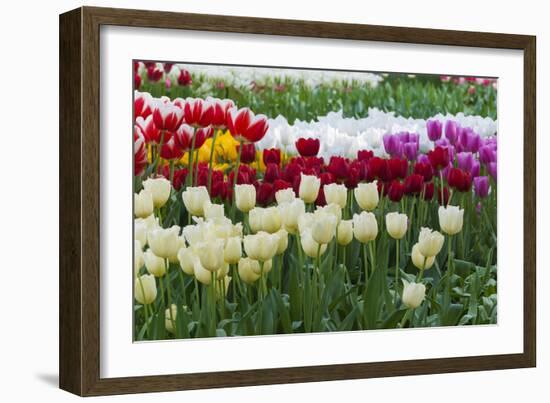 Multi Color Tulip Flowerbeds-Anna Miller-Framed Photographic Print