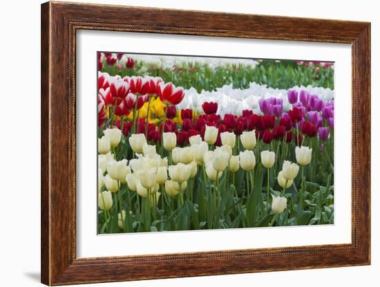 Multi Color Tulip Flowerbeds-Anna Miller-Framed Photographic Print