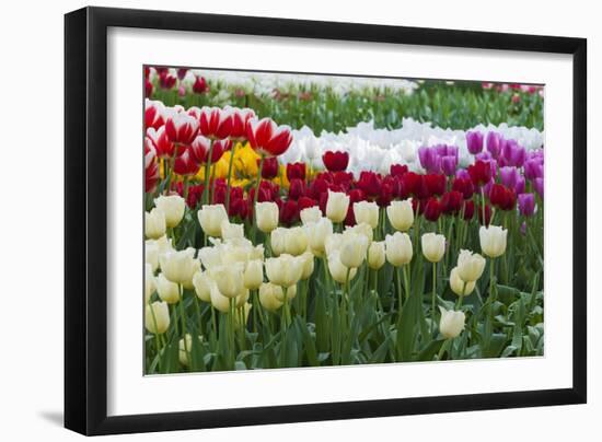 Multi Color Tulip Flowerbeds-Anna Miller-Framed Photographic Print