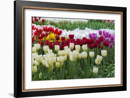 Multi Color Tulip Flowerbeds-Anna Miller-Framed Photographic Print