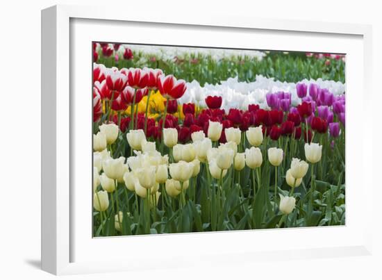 Multi Color Tulip Flowerbeds-Anna Miller-Framed Photographic Print