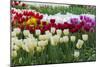 Multi Color Tulip Flowerbeds-Anna Miller-Mounted Photographic Print