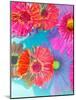 Multicolor Blossom Design from Zinnia, Gerber Daisy and Texture, Photographic Layer Work-Alaya Gadeh-Mounted Photographic Print