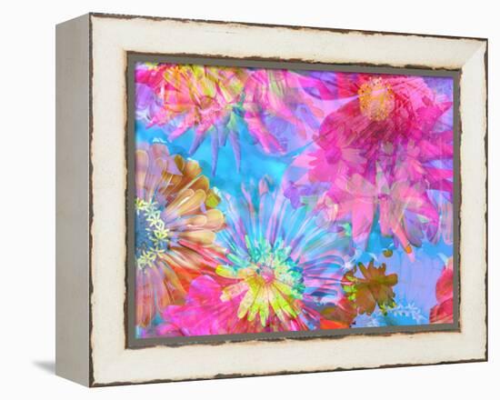 Multicolor Blossom Design from Zinnia, Gerber Daisy and Texture, Photographic Layer Work-Alaya Gadeh-Framed Premier Image Canvas