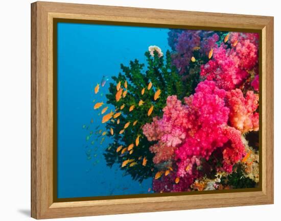 Multicolor Soft Corals, Coral Reef, Bligh Water Area, Viti Levu, Fiji Islands, South Pacific-Michele Westmorland-Framed Premier Image Canvas