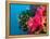 Multicolor Soft Corals, Coral Reef, Bligh Water Area, Viti Levu, Fiji Islands, South Pacific-Michele Westmorland-Framed Premier Image Canvas