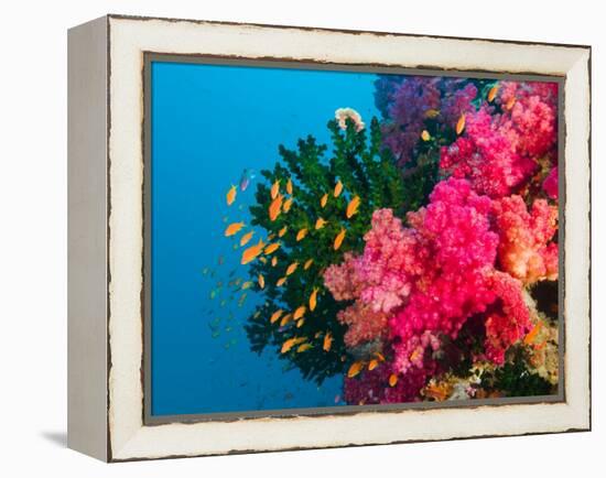 Multicolor Soft Corals, Coral Reef, Bligh Water Area, Viti Levu, Fiji Islands, South Pacific-Michele Westmorland-Framed Premier Image Canvas