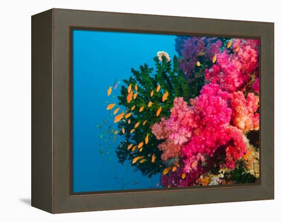 Multicolor Soft Corals, Coral Reef, Bligh Water Area, Viti Levu, Fiji Islands, South Pacific-Michele Westmorland-Framed Premier Image Canvas