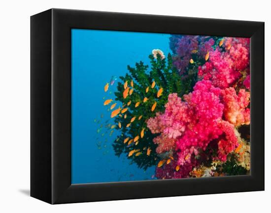 Multicolor Soft Corals, Coral Reef, Bligh Water Area, Viti Levu, Fiji Islands, South Pacific-Michele Westmorland-Framed Premier Image Canvas