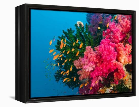 Multicolor Soft Corals, Coral Reef, Bligh Water Area, Viti Levu, Fiji Islands, South Pacific-Michele Westmorland-Framed Premier Image Canvas