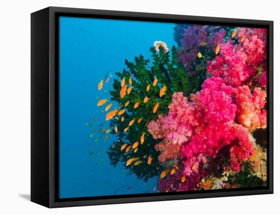 Multicolor Soft Corals, Coral Reef, Bligh Water Area, Viti Levu, Fiji Islands, South Pacific-Michele Westmorland-Framed Premier Image Canvas