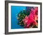 Multicolor Soft Corals, Coral Reef, Bligh Water Area, Viti Levu, Fiji Islands, South Pacific-Michele Westmorland-Framed Photographic Print