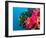 Multicolor Soft Corals, Coral Reef, Bligh Water Area, Viti Levu, Fiji Islands, South Pacific-Michele Westmorland-Framed Photographic Print